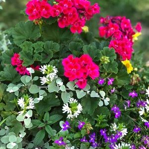 Meet your Posher, Sue